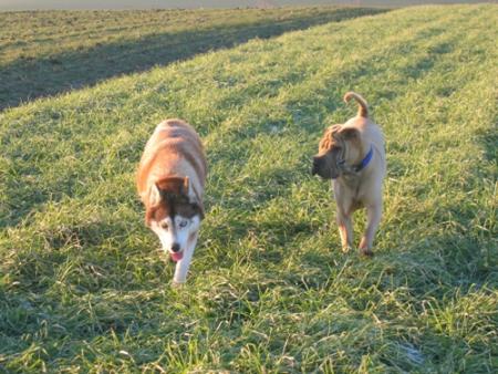 Promenade avec la copine Holly...
