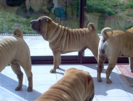 Joyeux Anniversaire...