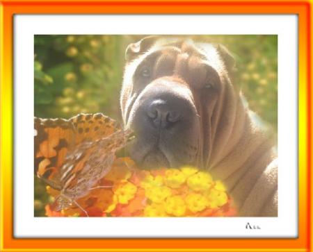 Toujours pour son...