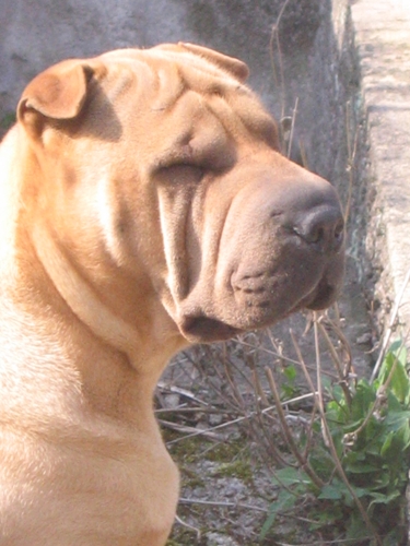 Dorer au soleil ? Moi ?