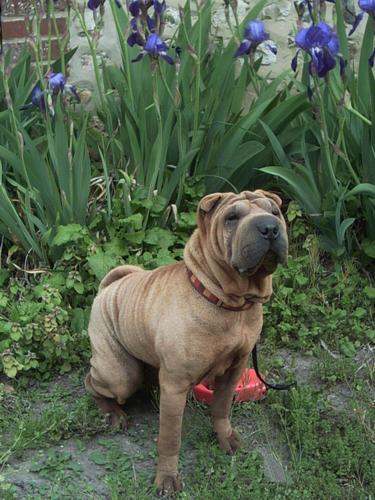 Attention le zozio !