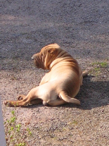 Si si, je monte la garde...