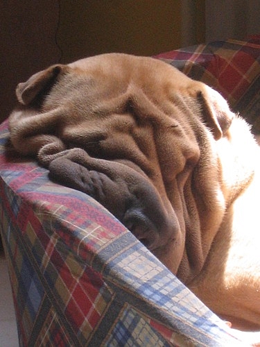 Que fait une pouille...