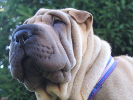 Une vraie de t�te de sage...