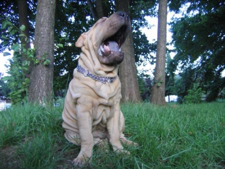 Woooooooouuuuaaaafffff !!!