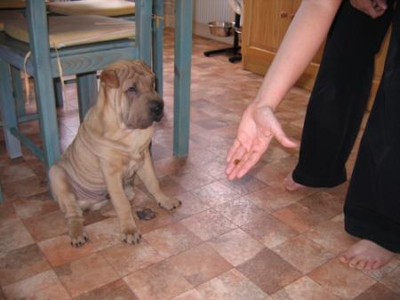 La Croquette infernale