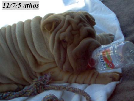 Je vous pr�sente Athos