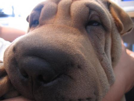 Un pif, savez-vous ce que c'est ?