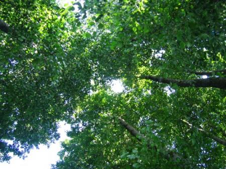 ... ce toit feuillu...