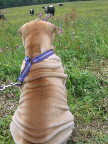 hooooo les ouaches !