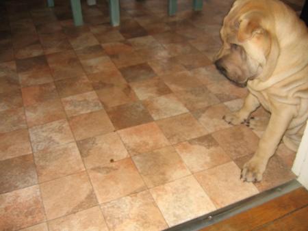 La Croquette infernale...