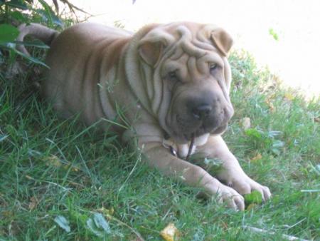 La sagesse incarn�e...