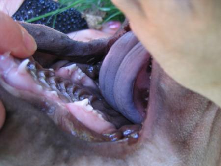 Voyez mes quenottes !