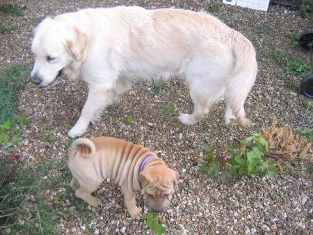 Mon meilleur pote...