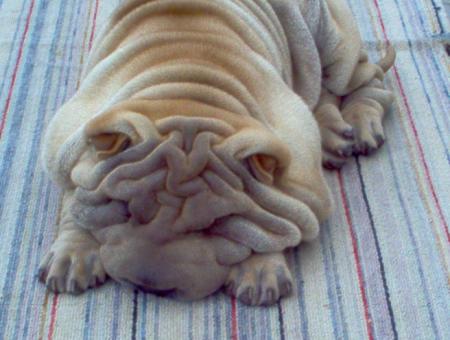 Manque de peps chez fr�ro !