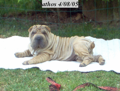 H�, guettez un peu la b���te !