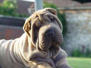N'est-ce pas une bonne pouille ?