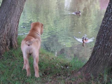 Mon malheur... c'est que ...