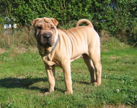 Je sui comme un grand...