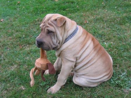 La b�te est morte...