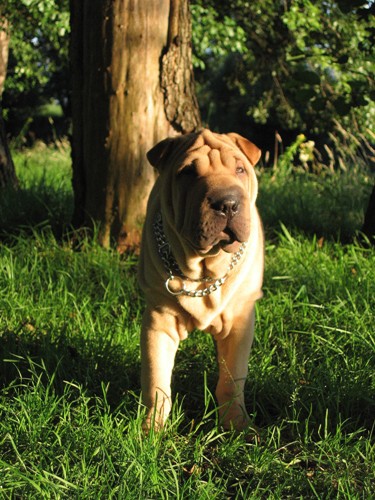 Au coucher du soleil...