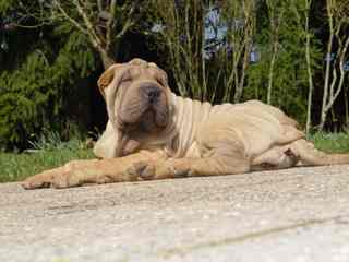 Apr�s Tcha�, voici...