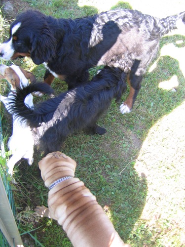 De toutes les races...