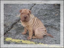 Je vous pr�sente...