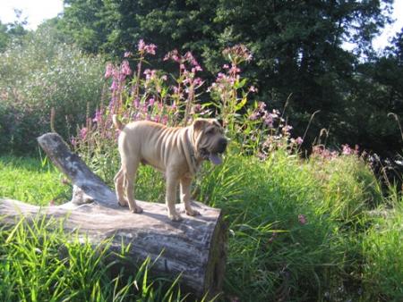 J'y vais, j'y vais pas ?...