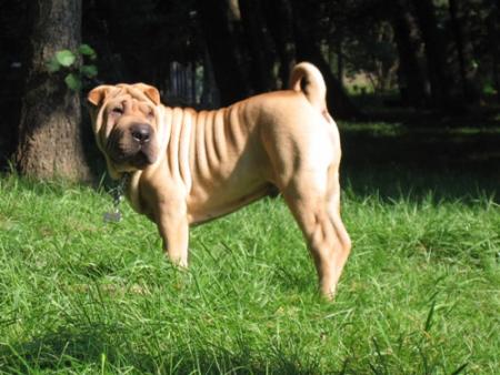 Bonne boule de plis...