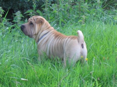 Les hautes herbes...