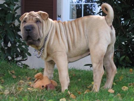 Jamais sans Bidule...