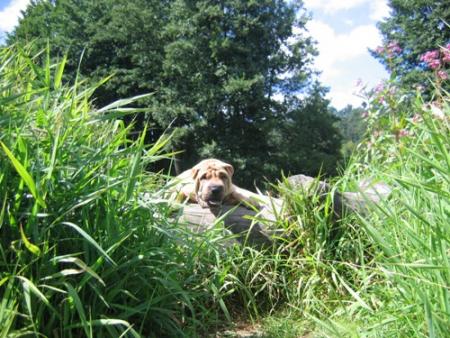 Woooooooouuuuuaaaaarfffff !!!