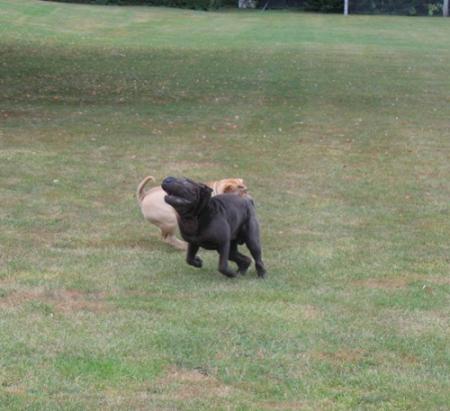 Jeux de sharpouilles...