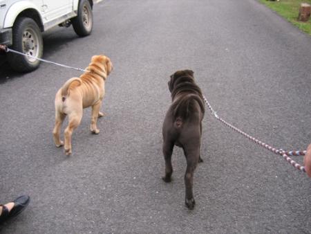 Allez, hop, en promenade !