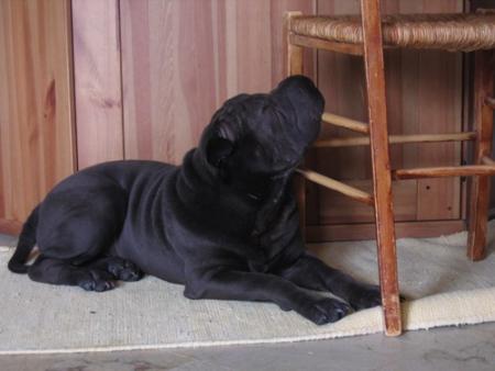 Revoici mon pote Anong...