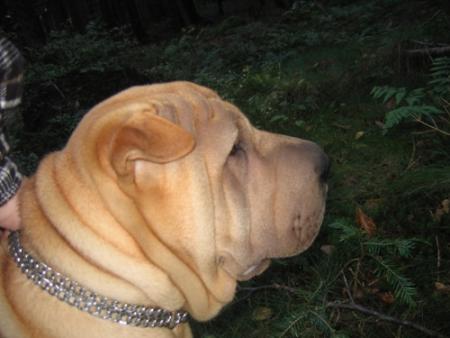 M�me en for�t...