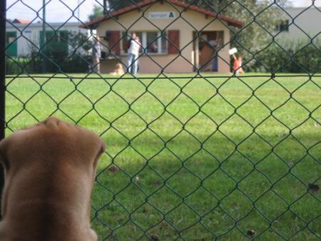 Ce dimanche, il n'y avait pas de club canin...