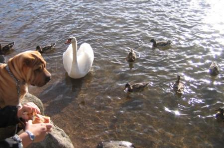 Tout plein de canards partout !