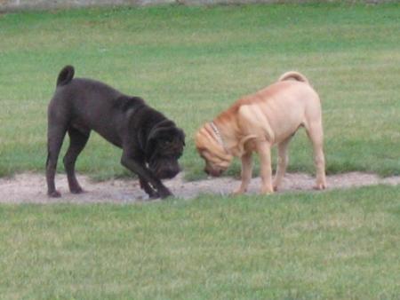 H� ! Qu'est-ce que tu fais Anong ?