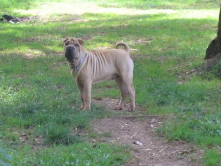 Ch'uis b��� non ?