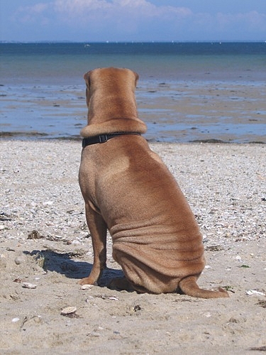 Toujours l'oc�an...