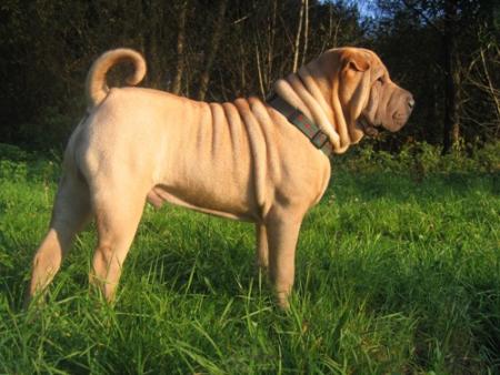 Athys du Th� de Chine...