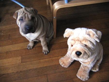 Un de mes premiers grand copain...