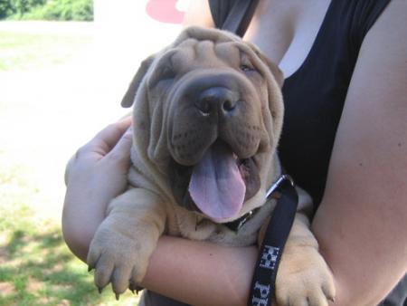 Les yeux brid�s moi ?