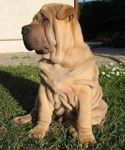 Notre petit bonhomme...