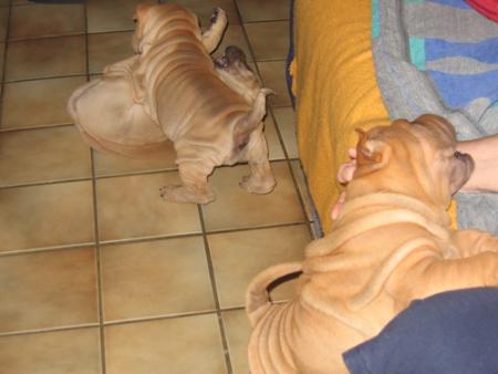 Une bataille de b�b�s sharpeis !