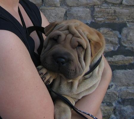 Je ne connais pas encore bien...