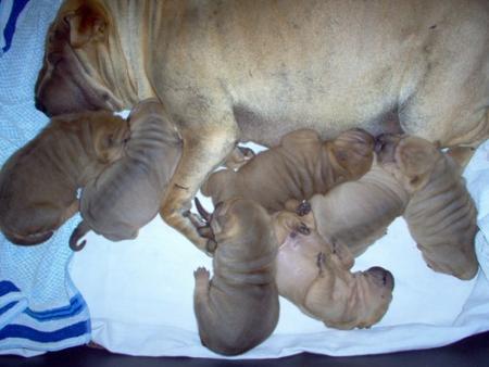 Satin et ses b�b�s