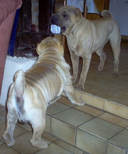 Je n'aimerais pas...